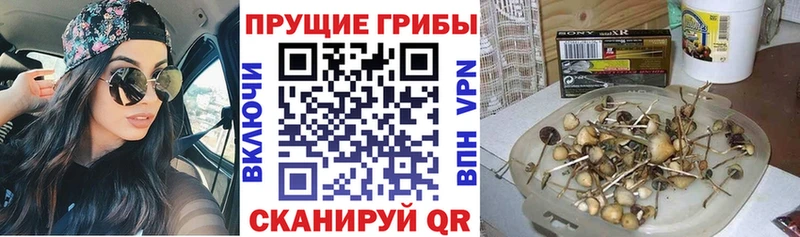 Псилоцибиновые грибы мицелий  наркошоп  Новоалександровск 