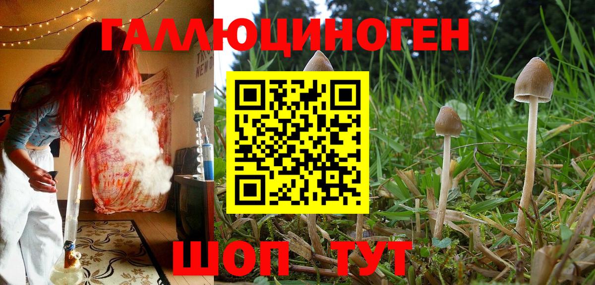 Псилоцибиновые грибы Psilocybe Новоалександровск